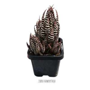 Zebra Haworthia