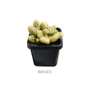 Brain Cactus