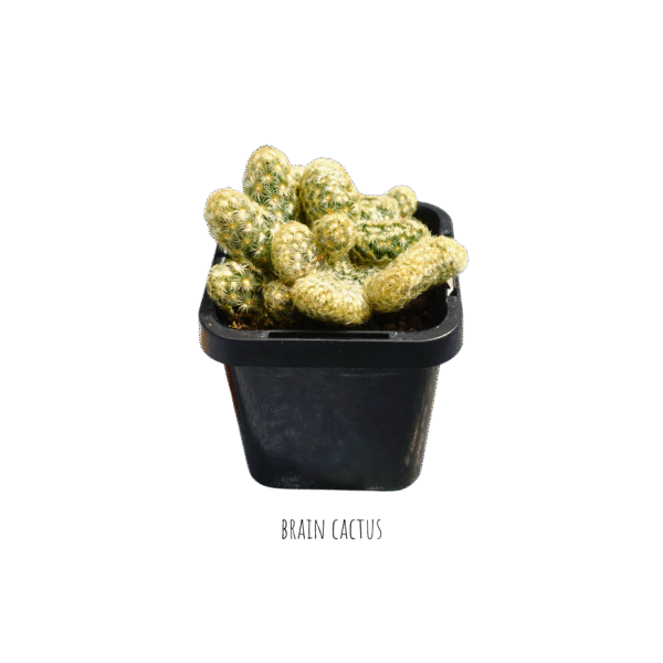 Artisan Kit - Image 9