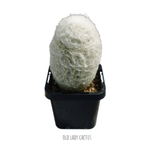 Old Lady Cactus