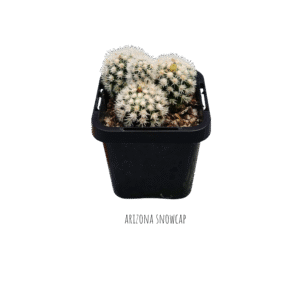 Arizona Snowcap